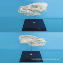 Hund Kopf Anatomie Skelett Modell für die Lehre (R190110)